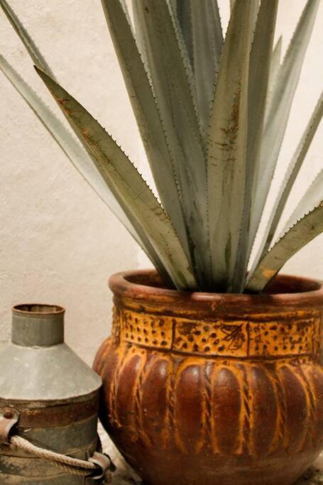 New Mex Inspired Bo-Ho Chic Apartment With Private Patio And Roof Terrace Mexico Extérieur photo